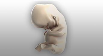 Early Embryonic Facial Development